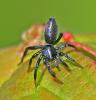 352395 – Photo : Oryctes – France (59)